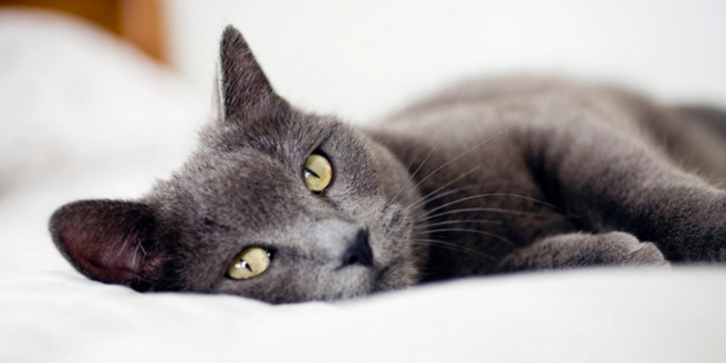 10 жизненных советов от вашего… кота - «Стиль жизни»