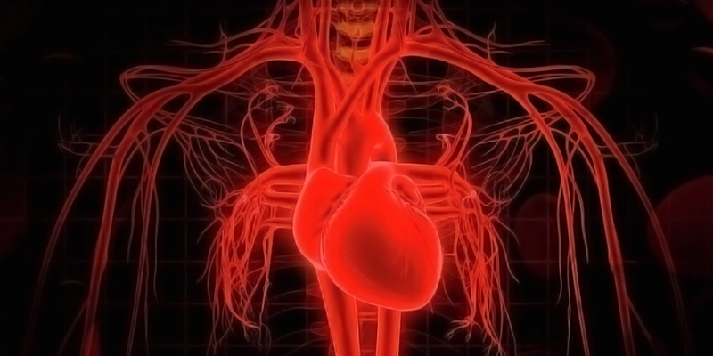 Интересные факты о кровеносной системе - «Здоровье»